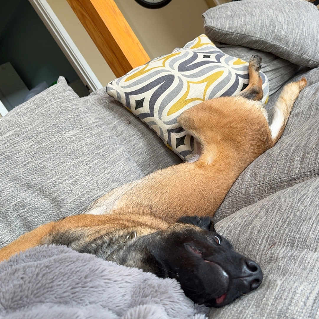 Nova is registered to the contest to win money with this photo: animal, black, blanket, brown, canine, comfort, couch, cozy, dog, fur, furniture, home, indoor, living_room, nose, pet, pillow, relaxed, resting, sleeping