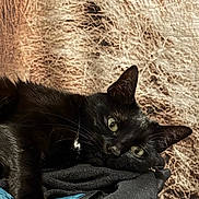 Luna a rejoint le concours — aidez-le/la à gagner de superbes lots ! animal, black_cat, blanket, cat, close_up, cozy, cute, domestic_cat, ears, fabric, feline, fur, green_eyes, indoor, lying_down, pet, relaxed, resting, sleepy, whiskers