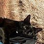 animal, black_cat, blanket, cat, close_up, cozy, cute, domestic_cat, ears, fabric, feline, fur, green_eyes, indoor, lying_down, pet, relaxed, resting, sleepy, whiskers