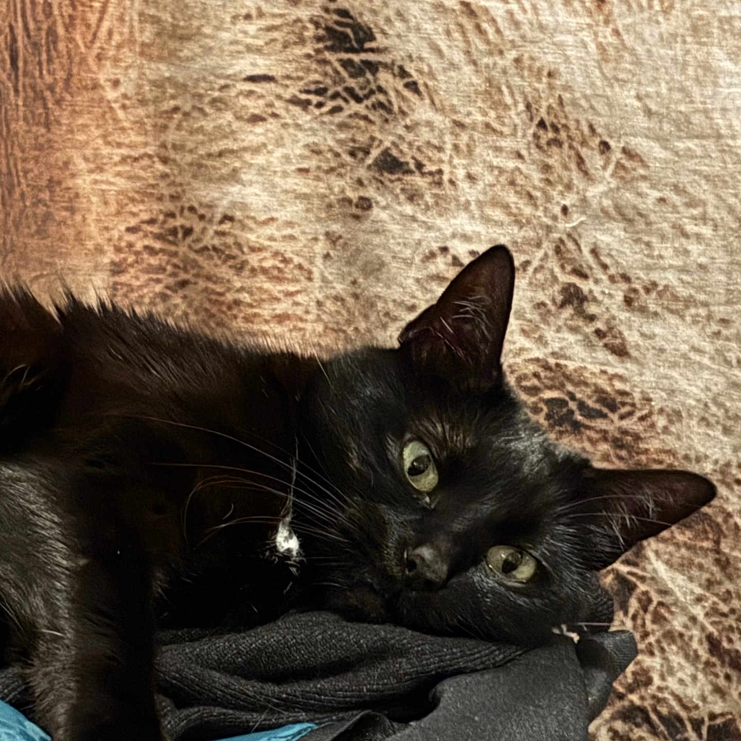 Luna a rejoint le concours — aidez-le/la à gagner de superbes lots ! animal, black_cat, blanket, cat, close_up, cozy, cute, domestic_cat, ears, fabric, feline, fur, green_eyes, indoor, lying_down, pet, relaxed, resting, sleepy, whiskers