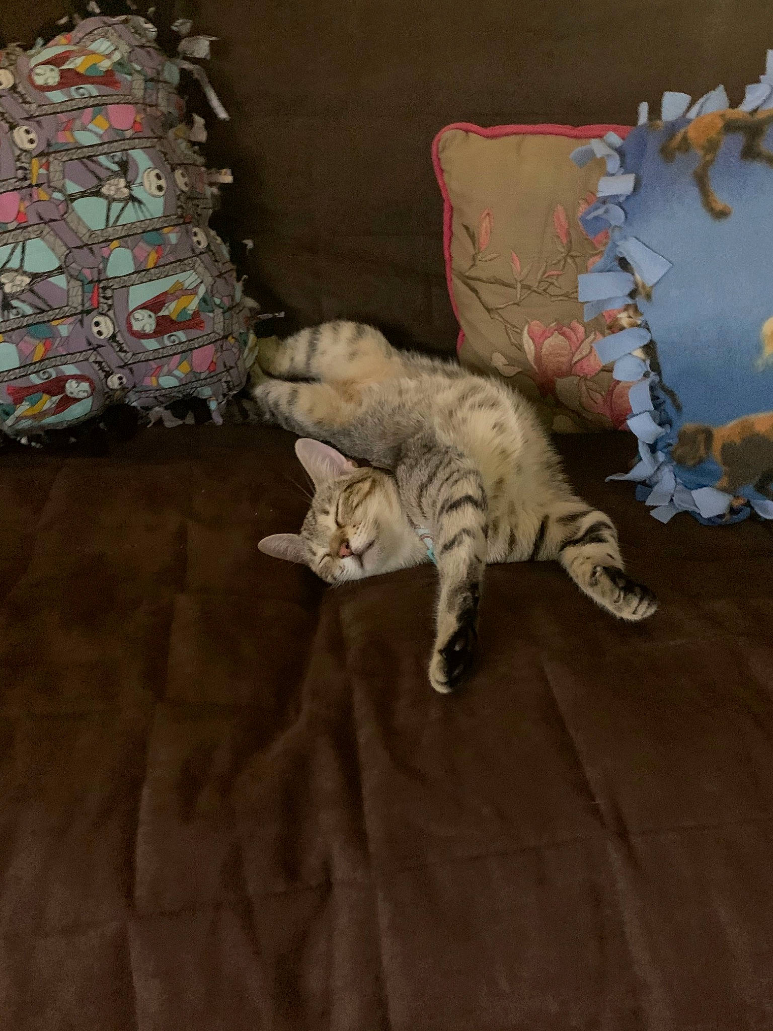 Atari is registered to the contest to win money with this photo: asian, bengal, carnivore, cat, european_shorthair, felidae, floor, flooring, fur, kitten, ocicat, small_to_medium_sized_cats, tail, wood