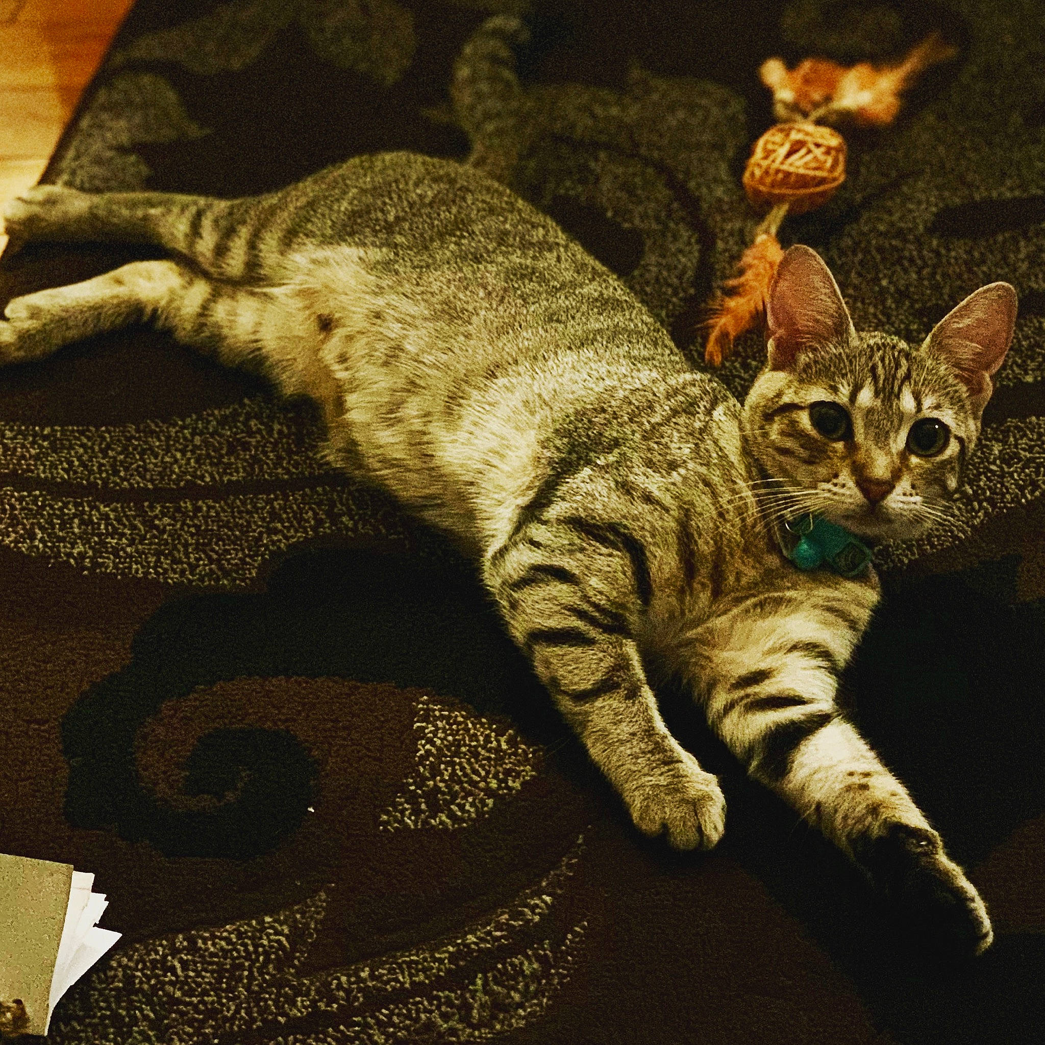 Atari is registered to the contest to win money with this photo: arabian_mau, asian, california_spangled, carnivore, cat, domestic_short_haired_cat, dragon_li, egyptian_mau, european_shorthair, felidae, kitten, mammal, ocicat, pixie_bob, small_to_medium_sized_cats, sokoke, tabby_cat, toyger, vertebrate, whiskers