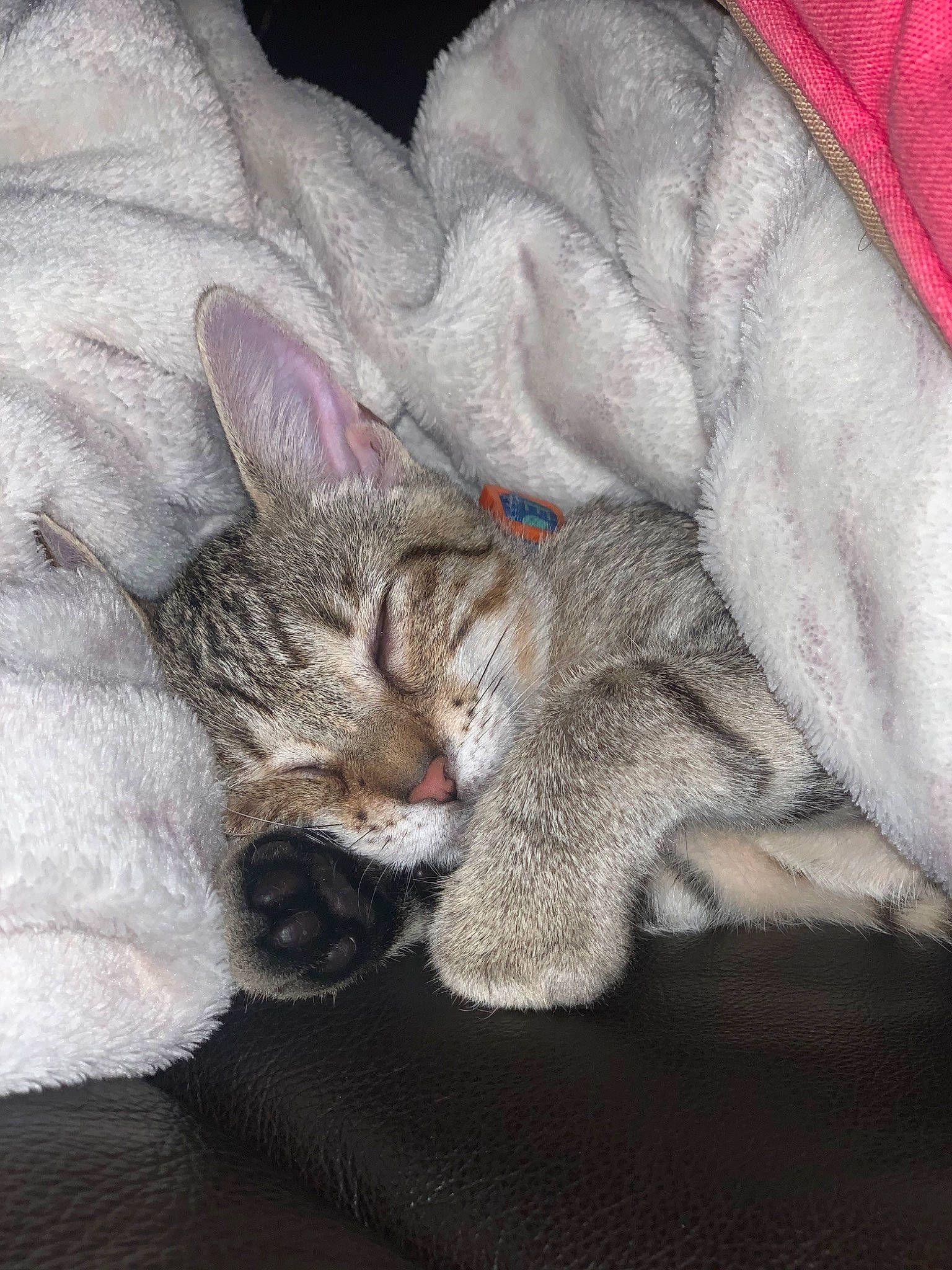 Atari joined the competition — help win amazing prizes! american_shorthair, asian, carnivore, cat, domestic_short_haired_cat, dragon_li, egyptian_mau, european_shorthair, felidae, fur, kitten, mammal, nap, paw, pixie_bob, singapura, sleep, small_to_medium_sized_cats, tabby_cat, whiskers