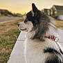 dog, canine, pet, side_profile, fur, fluffy, leash, collar, sunset, bokeh, suburban, sidewalk, bench, grass, house, portrait, outdoors, evening, muzzle, ears