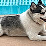 Baxter joined the competition — help win amazing prizes! dog, husky, pet, pool, water, fence, tongue, fur, lying, pavement, collar, mouth, nose, ear, side_profile, closeup, outdoor, relaxed, summer, portrait