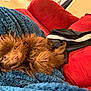 Coco Chanel joined the competition — help win amazing prizes! black_jacket, blanket, blue_blanket, brown_dog, companion, cozy, curious_eyes, cute, dog, fluffy, fur, furniture, home, indoor, jacket, pet, red_couch, relaxed, snuggle, white_stripe