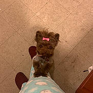 Coco Chanel is registered to the contest to win money with this photo: animal, bow, brown_dog, companion, cute, dog, floor, fur, home, indoor, legs, looking_up, pajamas, paws, person, pet, slippers, small_dog, standing, tile_floor