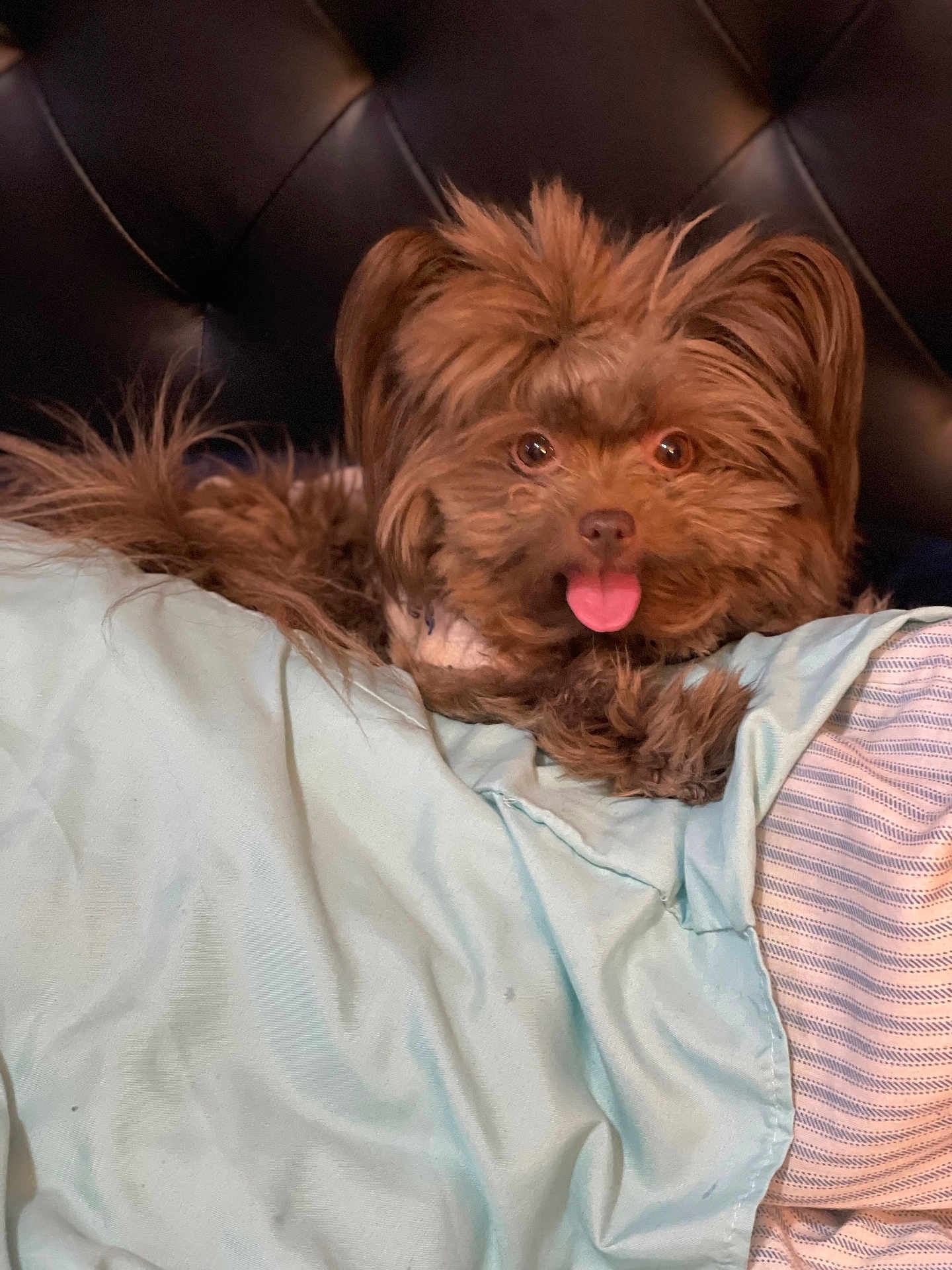 Coco Chanel joined the competition — help win amazing prizes! bed, blanket, brown, canine, cozy, cute, dog, domestic_animal, ears, face, fluffy, fur, head, indoor, pet, pillow, resting, sleepy, snuggling, tongue_out