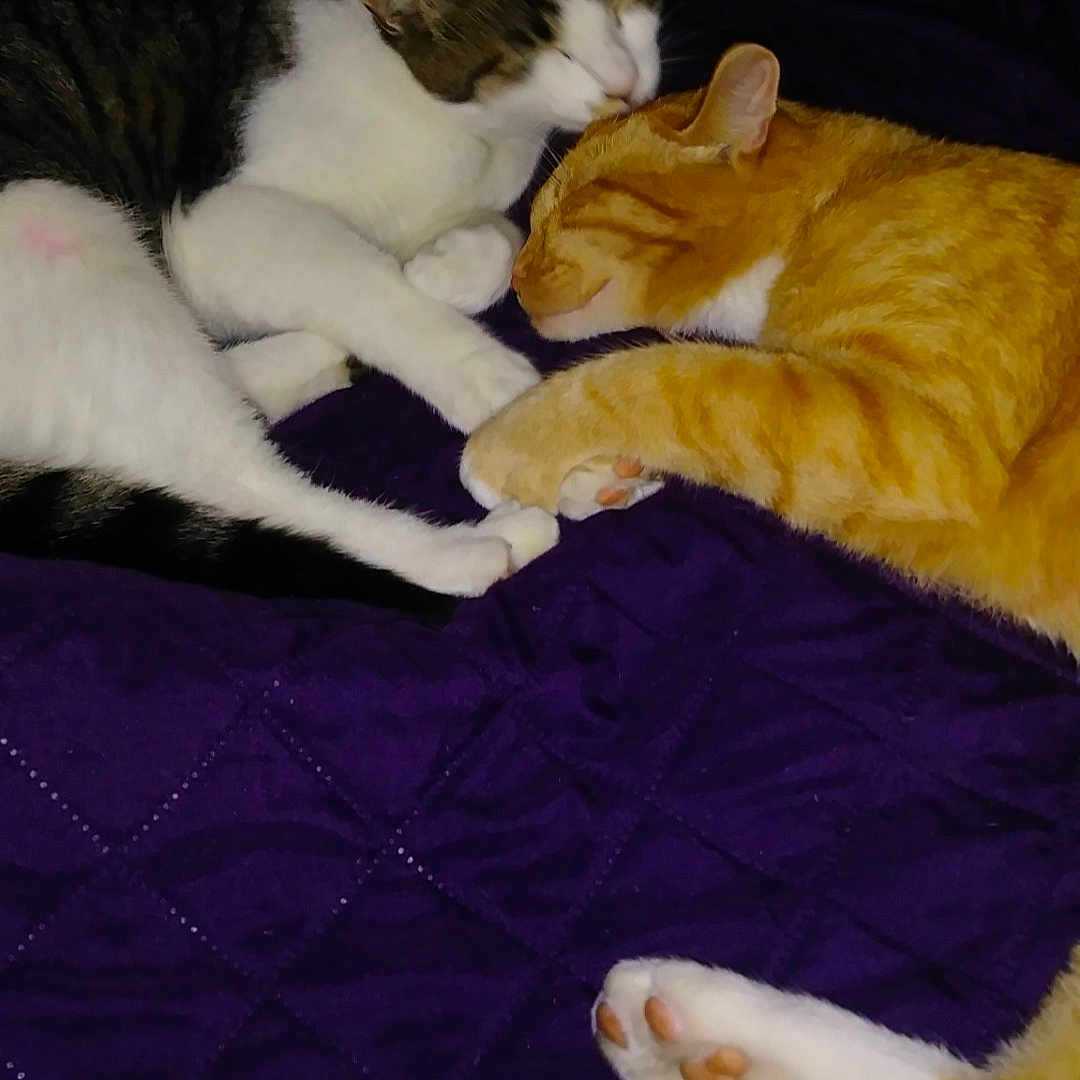 Lil Man And Lil Girl is registered to the contest to win money with this photo: abyssinian, animal, bed, bedroom, blanket, cat, couch, cushion, furniture, homedecor, indoors, kitten, manx, person, pet, purple, quilt, room, siamese, sleeping