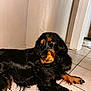 dog, black_fur, tan_fur, lying_down, indoor, tile_floor, corner, pet, canine, long_ears, fur, paw, looking_away, resting, animal, companion, domestic, mammal, house, floor