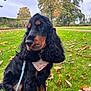 dog, black_dog, tan_markings, long_ears, bandana, leash, grass, leaves, autumn, outdoor, park, pet, sitting, cute, nature, animal, fall, canine, fur, portrait