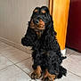 dog, black_dog, long_fur, wavy_fur, pet, indoor, floor, tile_floor, brown_markings, sitting, looking_away, cute, animal, companion, domestic_animal, fur, ears, snout, paw, house