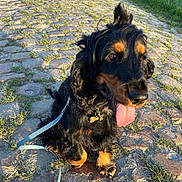 Tïya a rejoint le concours — aidez-le/la à gagner de superbes lots ! dog, leash, cobblestone, grass, outdoor, sunlight, pet, animal, happy, tongue_out, black_fur, tan_fur, sitting, nature, path, playful, closeup, daytime, canine, collar