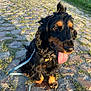 dog, leash, cobblestone, grass, outdoor, sunlight, pet, animal, happy, tongue_out, black_fur, tan_fur, sitting, nature, path, playful, closeup, daytime, canine, collar