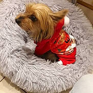 Xena a rejoint le concours — aidez-le/la à gagner de superbes lots ! dog, small_dog, toy_dog, pet, red_outfit, holiday_clothing, costume, fluffy_bed, gray_bed, indoors, tile_floor, furniture, seated, lying_down, long_hair, brown_fur, black_nose, animal_portrait, cozy, festive