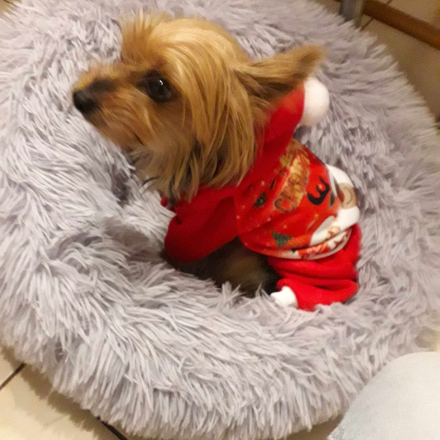 Xena a rejoint le concours — aidez-le/la à gagner de superbes lots ! dog, small_dog, toy_dog, pet, red_outfit, holiday_clothing, costume, fluffy_bed, gray_bed, indoors, tile_floor, furniture, seated, lying_down, long_hair, brown_fur, black_nose, animal_portrait, cozy, festive