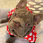Roxy Mae joined the competition — help win amazing prizes! dog, french_bulldog, close_up, pet, cute, polka_dot, red_clothing, animal, portrait, indoor, soft_light, cozy, ears, fur, snout, eyes, face, looking_up, adorable, companion