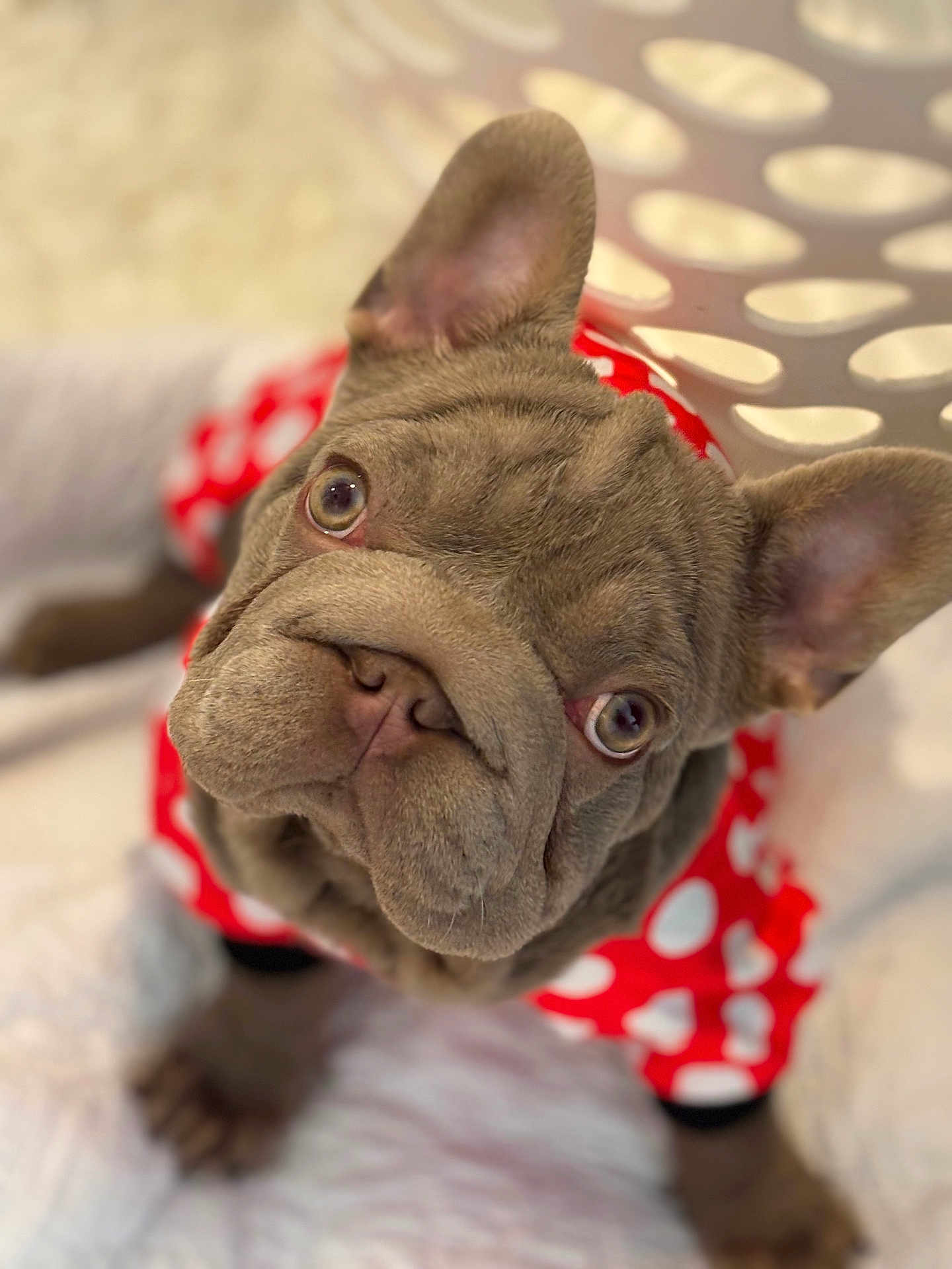 Roxy Mae joined the competition — help win amazing prizes! dog, french_bulldog, close_up, pet, cute, polka_dot, red_clothing, animal, portrait, indoor, soft_light, cozy, ears, fur, snout, eyes, face, looking_up, adorable, companion