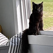 Luna is registered to the contest to win money with this photo: cat, black_cat, pet, animal, sitting, window, indoors, cushion, striped_cushion, home, portrait, looking_at_camera, green_background, lawn, fur, whiskers, pointed_ears, eyes, natural_light, cozy