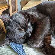Dio is registered to the contest to win money with this photo: cat, black_cat, sleeping, curled_up, furry, whiskers, closed_eyes, pet, animal, cozy, blanket, knitted_blanket, indoors, home, dining_room, chairs, table, wooden_furniture, portrait, relaxed