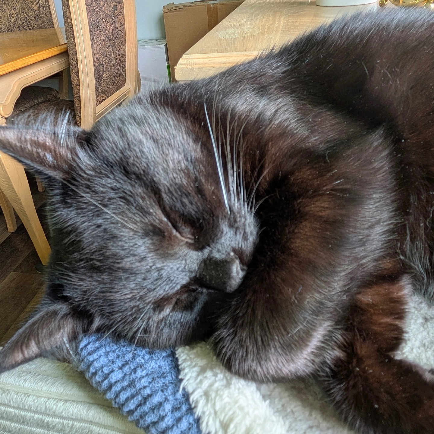 Dio is registered to the contest to win money with this photo: cat, black_cat, sleeping, curled_up, furry, whiskers, closed_eyes, pet, animal, cozy, blanket, knitted_blanket, indoors, home, dining_room, chairs, table, wooden_furniture, portrait, relaxed
