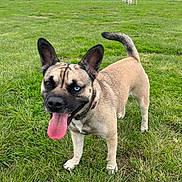 Rylee is registered to the contest to win money with this photo: dog, canine, grass, park, toy_ball, tongue_out, heterochromia, blue_eye, brown_eye, playful, collar, ears_up, portrait, outdoor, sky, houses, people_in_background, chair, field, paw