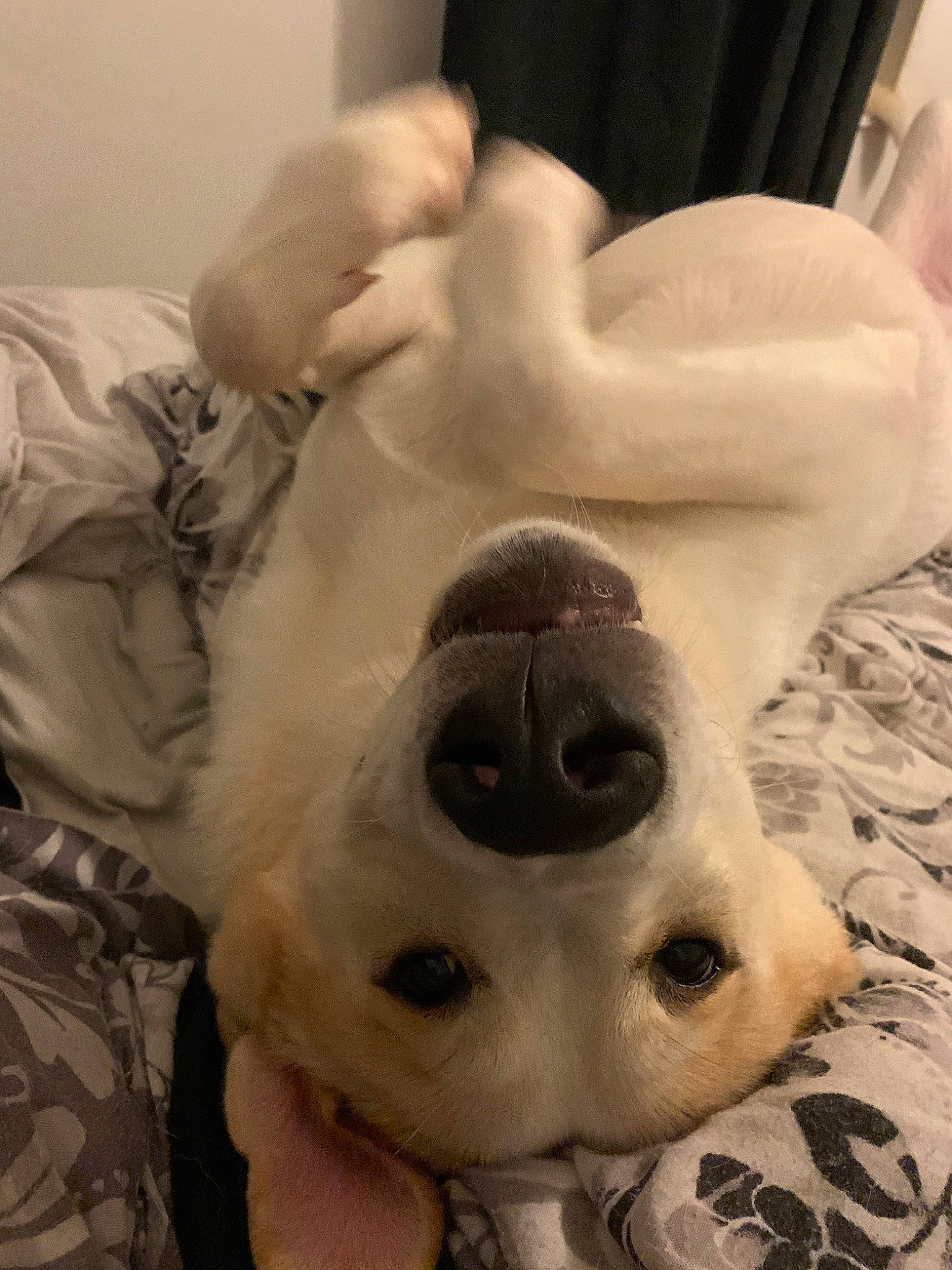 Kenji joined the competition — help win amazing prizes! canidae, carnivore, companion_dog, dog, dog_breed, mouth, non_sporting_group, nose, snout