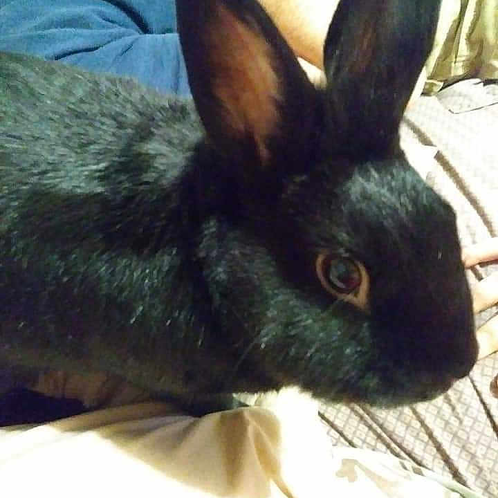 Hopper is registered to the contest to win money with this photo: domestic_rabbit, ear, hare, mammal, organ, rabbit, rabbits_and_hares, skin, snout, vertebrate, whiskers, wood_rabbit