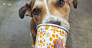 Ace is registered to the contest to win money with this photo: animal, blurred_background, brown_dog, canine, close_up, concrete_floor, cup, curious, dog, ears, floor, hand, human_hand, indoor, orange_pattern, paw_prints, pet, sniffing, snowflakes, white_cup