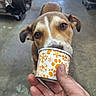 Ace is registered to the contest to win money with this photo: dog, animal, pet, brown_dog, cup, hand, floor, indoor, sniffing, close_up, canine, curious, human_hand, orange_pattern, white_cup, paw_prints, snowflakes, blurred_background, concrete_floor, ears