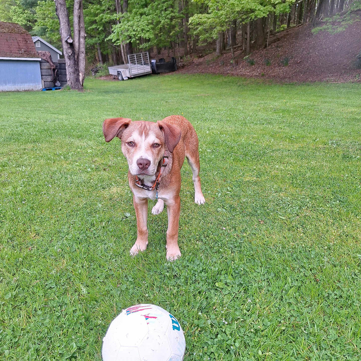Ace joined the competition — help win amazing prizes! dog, soccer_ball, grass, yard, tree, outdoor, pet, canine, greenery, nature, lawn, collar, animal, summer, playing, backyard, woodland, daytime, field, sport