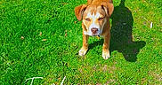 Ace is registered to the contest to win money with this photo: dog, brown_dog, grass, outdoor, daylight, shadow, stone, pet, animal, canine, playful, alert, greenery, sunlight, nature, cute, standing, looking_up, small_dog, park