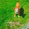 dog, brown_dog, grass, outdoor, daylight, shadow, stone, pet, animal, canine, playful, alert, greenery, sunlight, nature, cute, standing, looking_up, small_dog, park