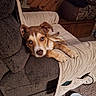 puppy, dog, brown, white, blanket, recliner, furniture, carpet, indoor, pet, cute, relaxing, lying_down, animal, canine, ears, eyes, paws, food_bowl, cozy