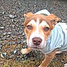 Ace joined the competition — help win amazing prizes! puppy, dog, hoodie, brown, white, grass, gravel, outdoor, closeup, animal, pet, curious, cute, young, fur, ears, nose, paw, vehicle, tire