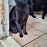 amber_eyes, animal, black_cat, canine, cat, companion, curious, dog, domestic, doorframe, feline, floor_tile, fur, house, indoor, kitchen, looking_up, orange_eyes, pet, tiled_floor