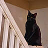 Pablo is registered to the contest to win money with this photo: alone, animal, banister, black_cat, cat, curious, domestic_cat, feline, house, indoors, mammal, night, orange_eyes, pet, quiet, railing, shadow, sitting, stairs, wood