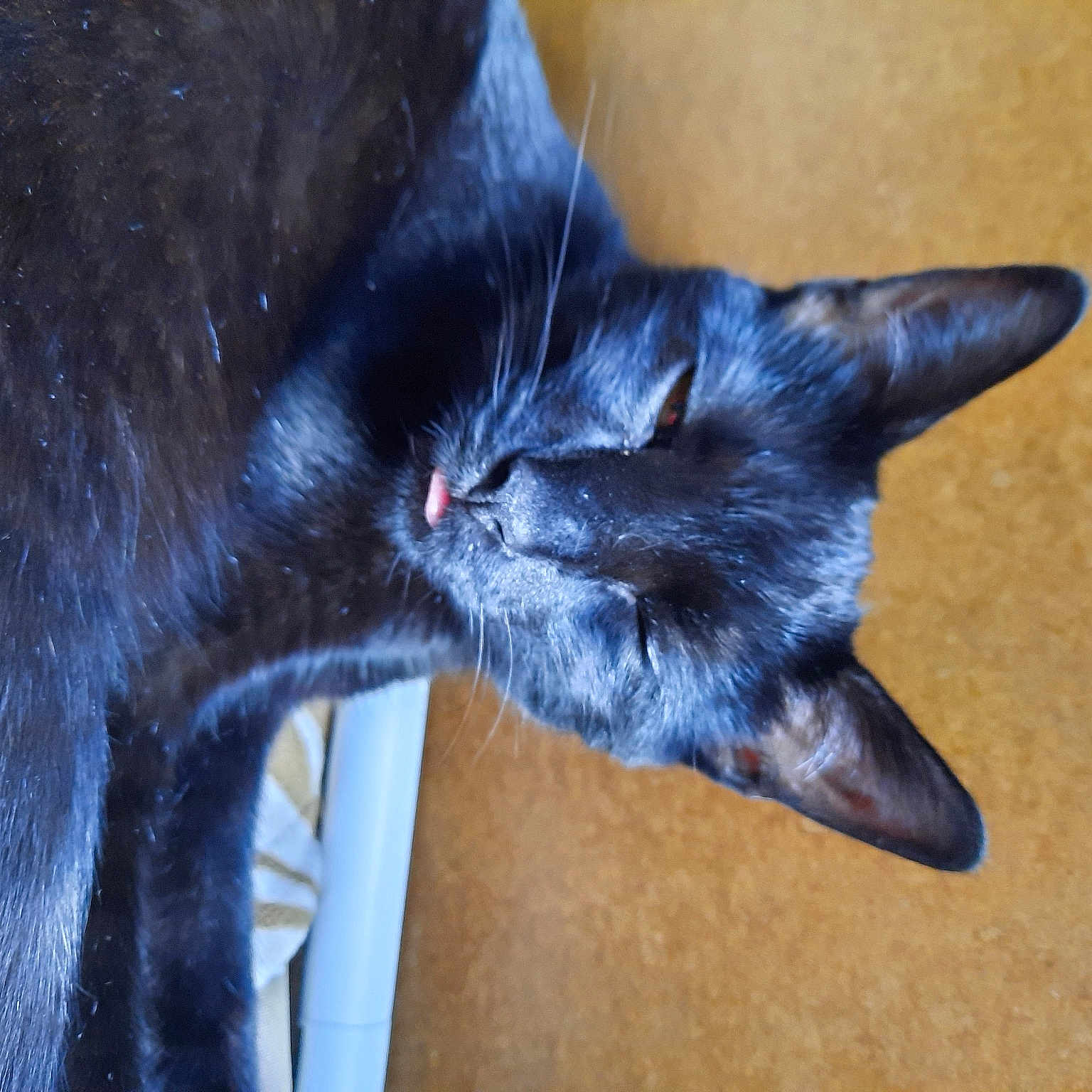 Pablo