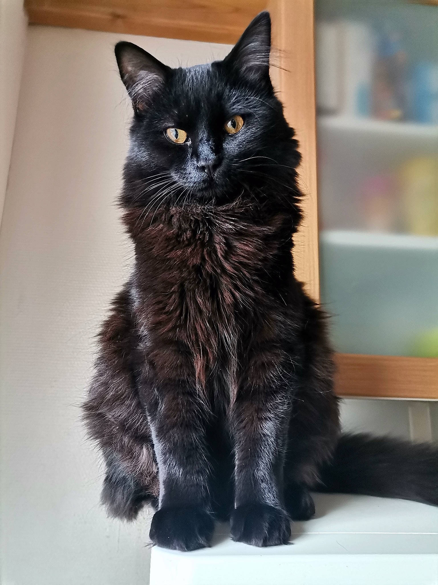 Ralph participe au concours pour gagner de l'argent avec cette photo : black_cat, bombay, carnivore, cat, cat_furniture, cat_supply, claw, domestic_short_haired_cat, electric_blue, felidae, fur, grey, paw, sitting, small_to_medium_sized_cats, snout, tail, terrestrial_animal, whiskers, window