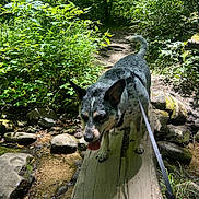 Luna Polk joined the competition — help win amazing prizes! dog, leash, forest, stream, wooden_plank, rocks, greenery, sunlight, nature, outdoor, path, canine, pet, adventure, walking, summer, animal, mammal, trail, daytime