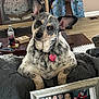 Luna Polk is registered to the contest to win money with this photo: dog, pet, indoor, quilt, vintage_tv, glass_table, decor, heart_tag, ears, curious, collage, photographs, living_room, bottle, book, remote_control, floor_vent, blanket, couch, cozy