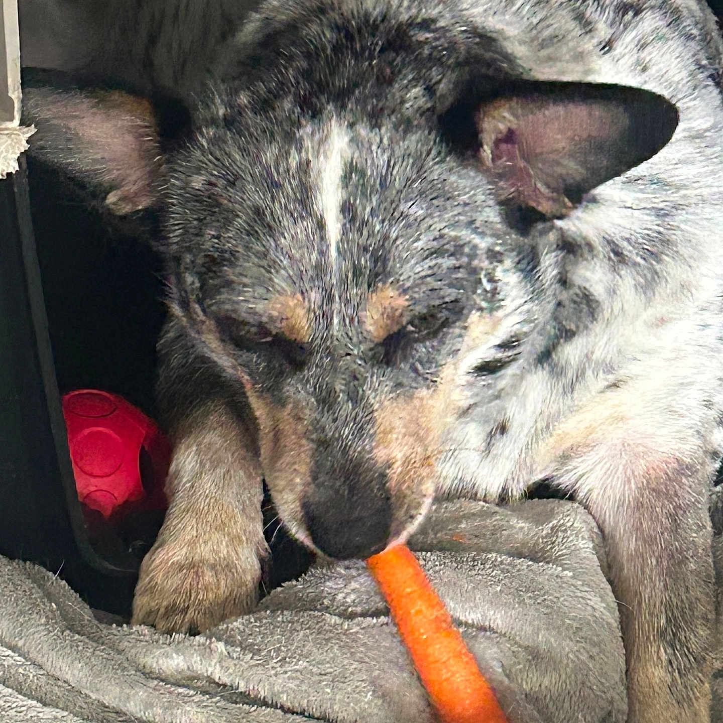 Luna Polk is registered to the contest to win money with this photo: animal, blanket, carrot, closeup, cozy, cute, dog, ears, fur, gray, indoor, muzzle, orange, paw, pet, red, relaxing, resting, snack, toy