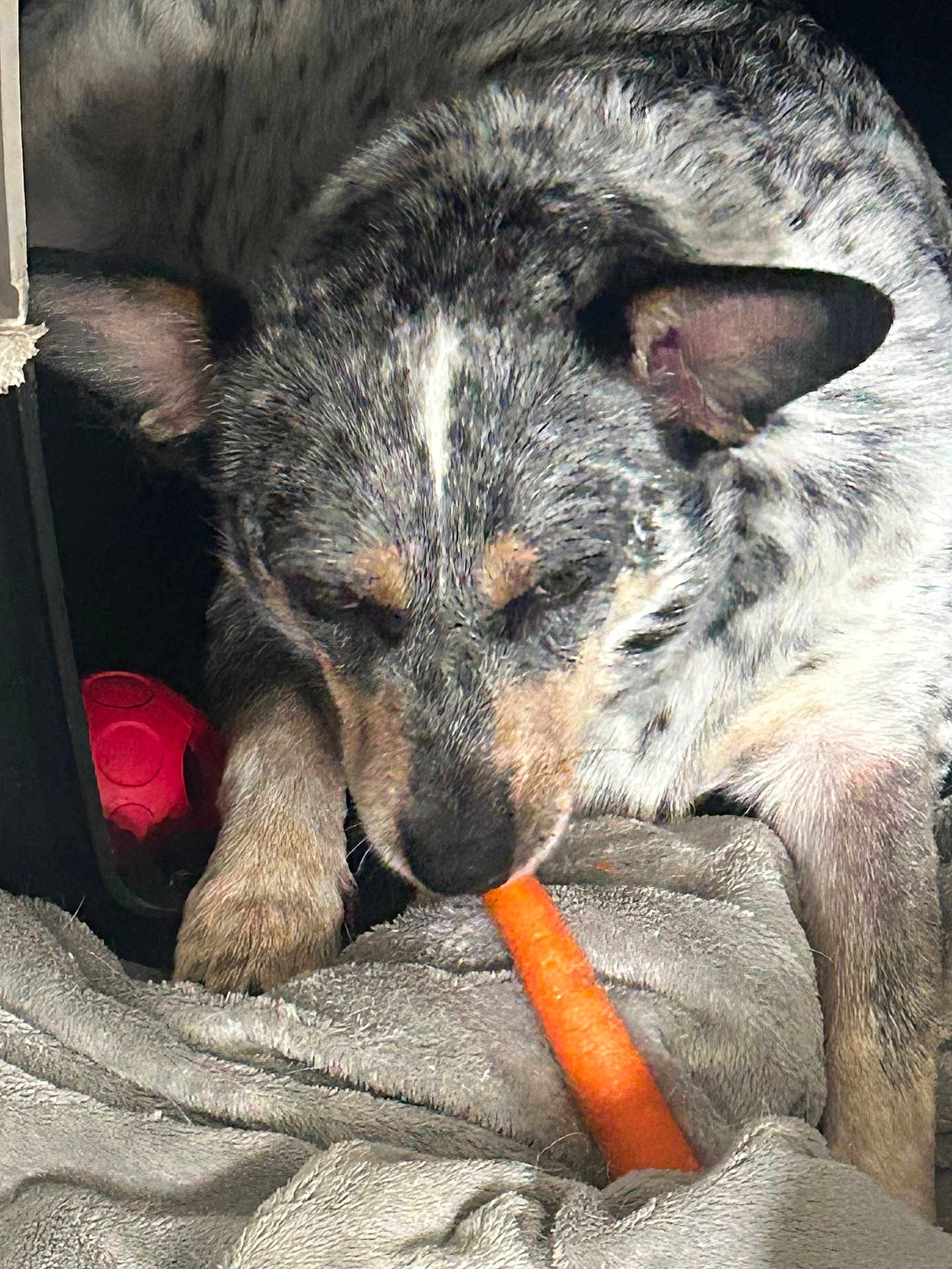 Luna Polk is registered to the contest to win money with this photo: dog, carrot, blanket, toy, indoor, pet, animal, muzzle, fur, ears, paw, resting, snack, cozy, closeup, gray, orange, red, relaxing, cute