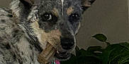 Luna Polk is registered to the contest to win money with this photo: dog, bone, indoor, plant, ears, speckled, pet, animal, chewing, curious, collar, green, leaf, domestic, furniture, closeup, portrait, cute, companion, houseplant