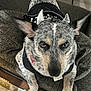 Luna Polk joined the competition — help win amazing prizes! dog, blue_heeler, pet, close_up, costume, horns, black_outfit, couch, blanket, indoor, fur, ears, face, animal, domestic_animal, looking_up, texture, home, resting, cute