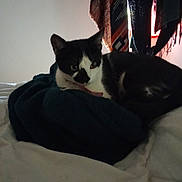 Cléopâtre a rejoint le concours — aidez-le/la à gagner de superbes lots ! cat, black_and_white_cat, blanket, bed, indoor, resting, furniture, soft_light, window_light, fabric, patterned_fabric, cozy, animal, pet, sleeping, comfort, domestic, fur, whiskers, ears