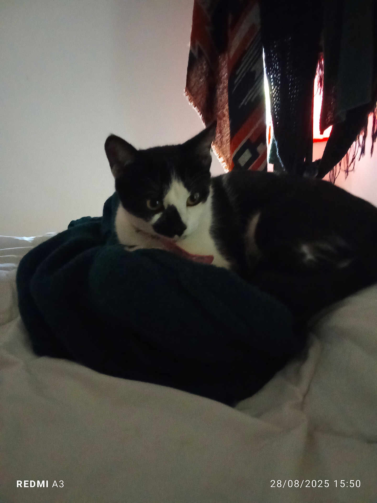 Cléopâtre a rejoint le concours — aidez-le/la à gagner de superbes lots ! cat, black_and_white_cat, blanket, bed, indoor, resting, furniture, soft_light, window_light, fabric, patterned_fabric, cozy, animal, pet, sleeping, comfort, domestic, fur, whiskers, ears