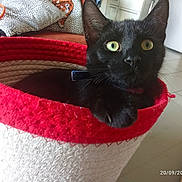 Merlin participe au concours pour gagner de l'argent avec cette photo : black_cat, cat, basket, indoor, tile_floor, green_eyes, pet, animal, fur, whiskers, collar, home, furniture, cozy, relaxing, looking, paw, curious, domestic, household