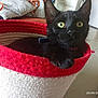 black_cat, cat, basket, indoor, tile_floor, green_eyes, pet, animal, fur, whiskers, collar, home, furniture, cozy, relaxing, looking, paw, curious, domestic, household