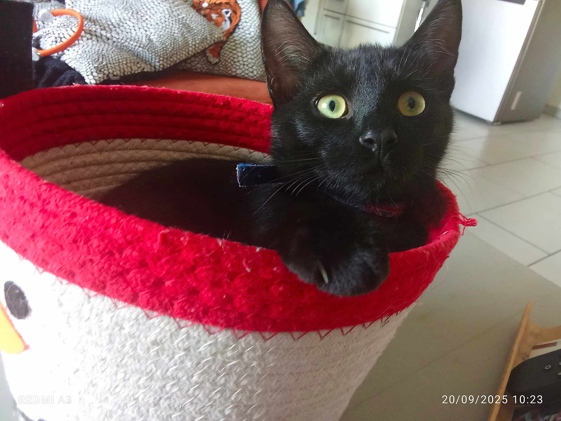 Merlin participe au concours pour gagner de l'argent avec cette photo : black_cat, cat, basket, indoor, tile_floor, green_eyes, pet, animal, fur, whiskers, collar, home, furniture, cozy, relaxing, looking, paw, curious, domestic, household